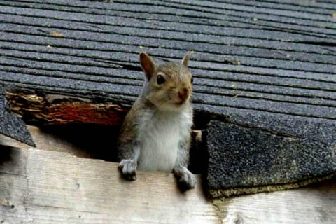 squirrel in rotted roof